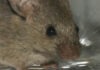 Could mice study lead to autism drug? Drugs appear to have reduced "autistic" like behaviours in mice.