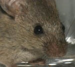 Drugs appear to have reduced "autistic" like behaviours in mice.