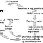 Figure 2: How the brain perceives stress.