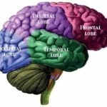 Lobes of the brain. Image from Wikimedia Commons.