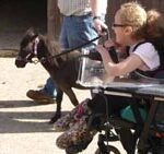 Yaz takes a miniature horse for a walk.