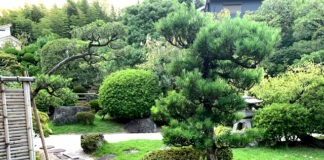 SEN in Japan