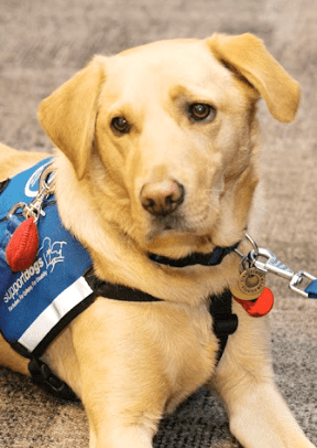 Albert The fun-loving Lab