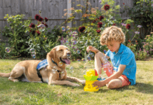PoV: Albert the autism support dog