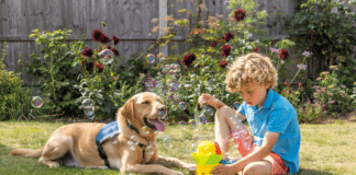 PoV: Albert the autism support dog